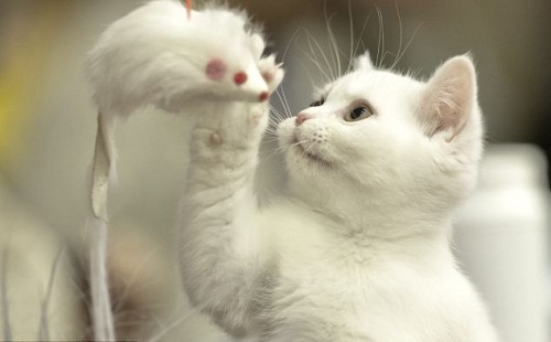 美的是内在：最丑猫现身国际猫咪选美比赛(图)