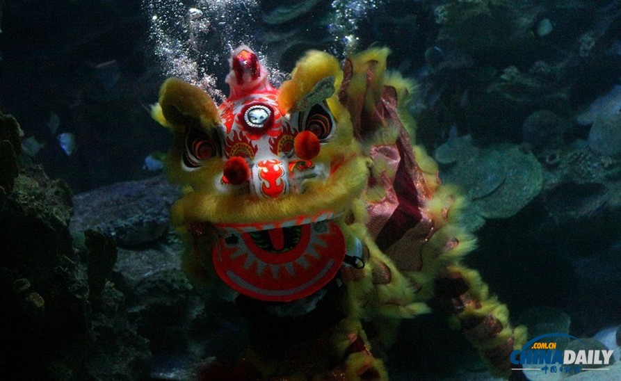 水下舞狮财神拜年 马来西亚一水族馆喜迎中国年