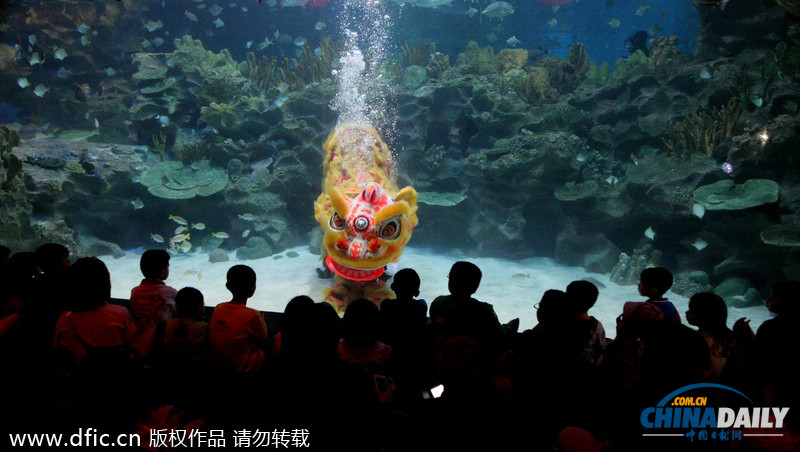 水下舞狮财神拜年 马来西亚一水族馆喜迎中国年