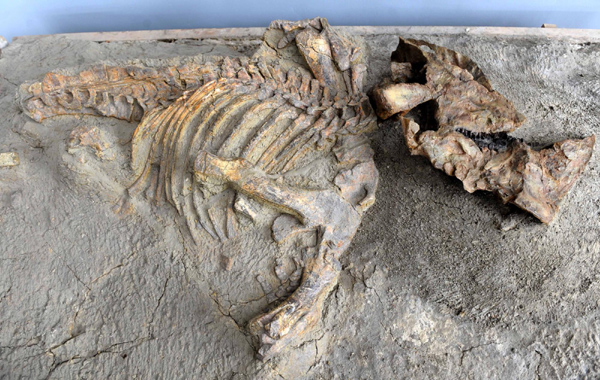 Scientists discover new dinosaur genus in China