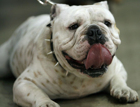 Pet Expo 2007