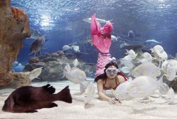 Mermaid feeds fish