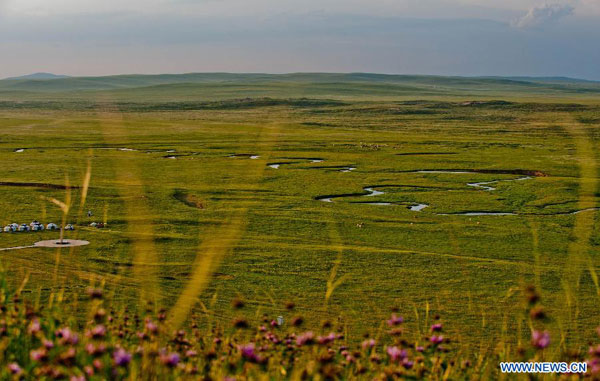 Tranquil Xilin Gol grassland in summer