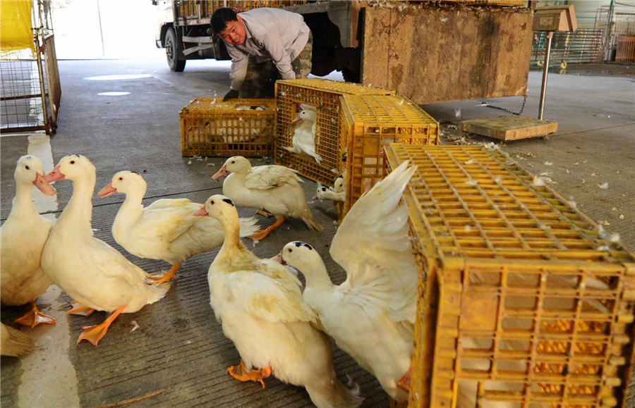 Bird flu slows poultry market