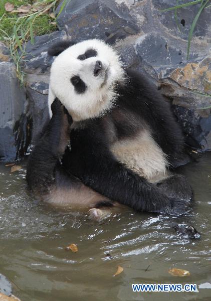 Giant pandas enjoy new home in Xiuning