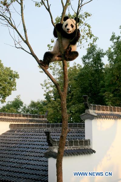 Giant pandas enjoy new home in Xiuning