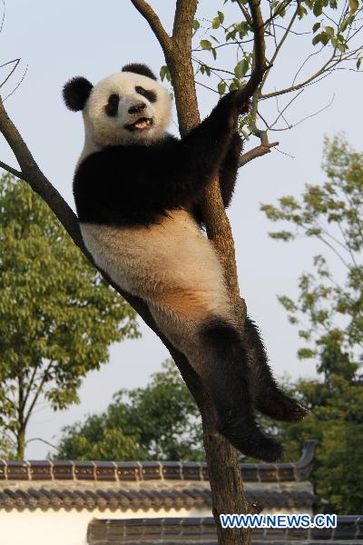 Giant pandas enjoy new home in Xiuning