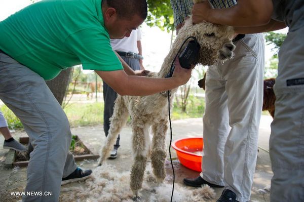Alpacas shaved at Hefei Wildlife Park