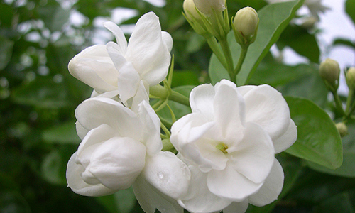 福州茉莉花茶启用“身份证”