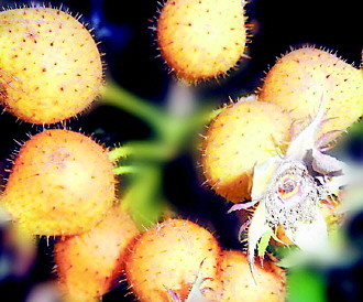 Innovations help develop cactus pear industry in Anshun