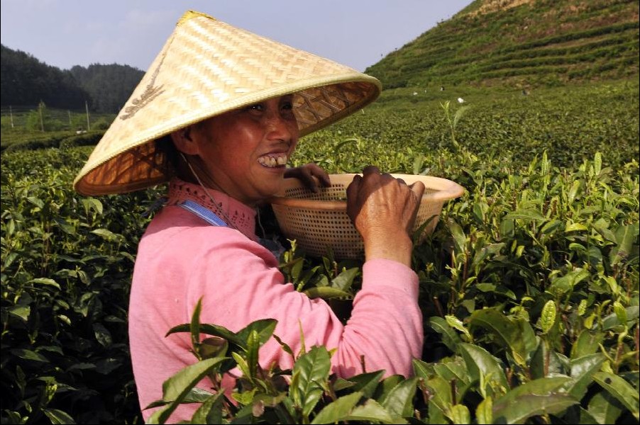 Farmers busy with picking