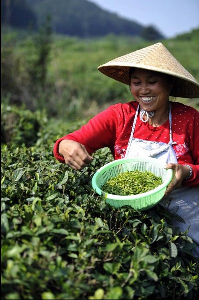 Farmers busy with picking