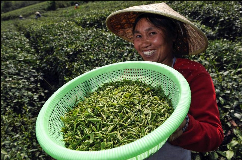 Farmers busy with picking