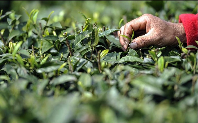 Farmers busy with picking