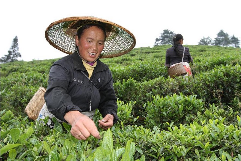 Farmers busy with picking
