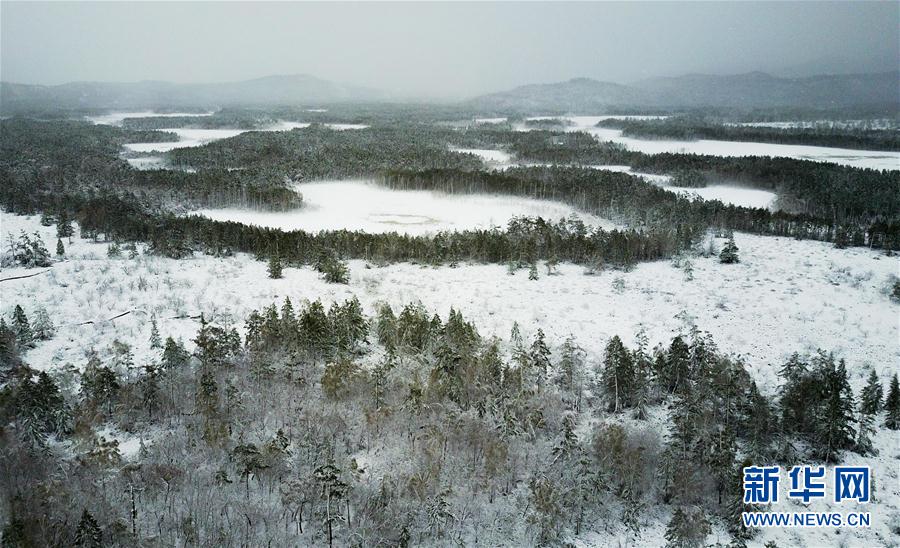 Summer snows shower northern woodlands