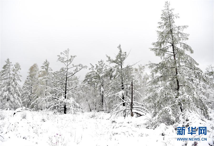 Summer snows shower northern woodlands