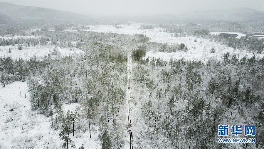 Summer snows shower northern woodlands