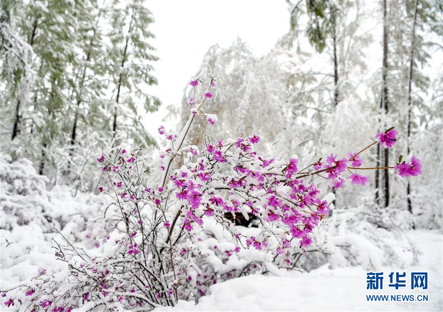 Summer snows shower northern woodlands