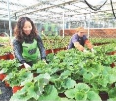 Spring in flower greenhouse