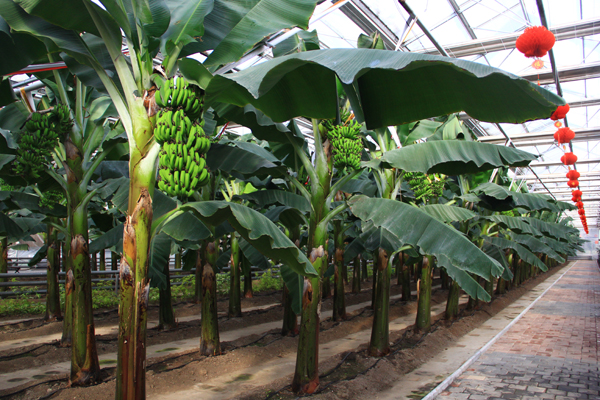 Changchun Winter Agriculture Expo opens in a festive mood