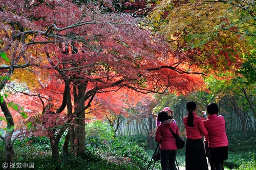 Blooming flowers grace Jiading in autumn