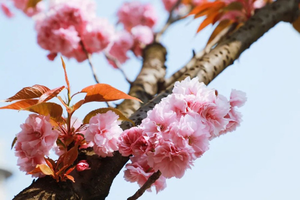 Pink and purple color up Jiading in spring