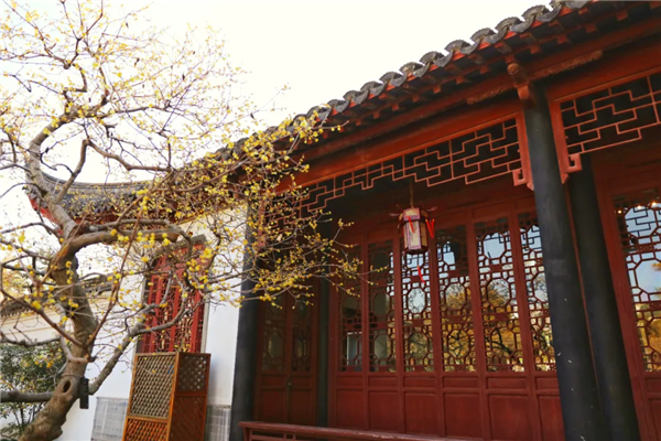 Appreciate wintersweet flowers in Jiading