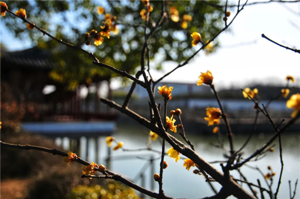 Appreciate wintersweet flowers in Jiading