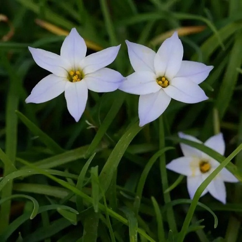 Shanghai spring flowers guide