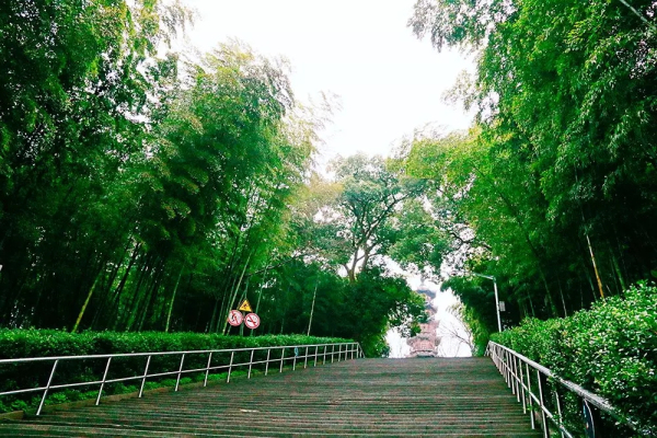 Sheshan in bloom: A sea of flowers in spring