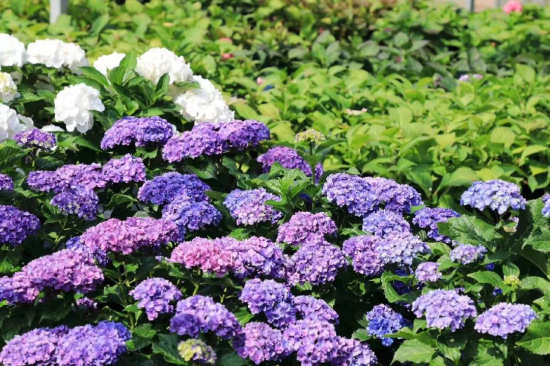 Hydrangeas in full bloom in Chenshan
