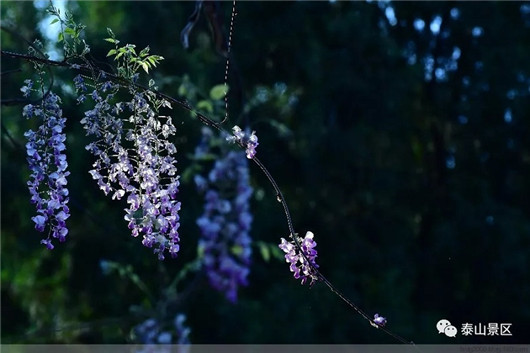 Stunning blossoms adorn Mount Tai