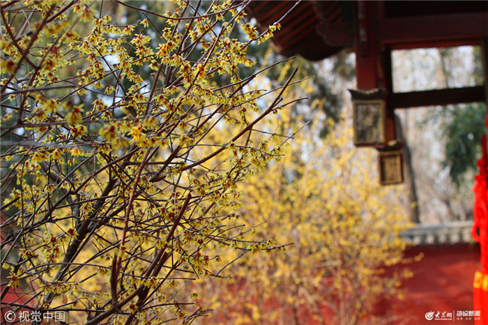 Blooming wintersweet flowers seen at Dai Temple