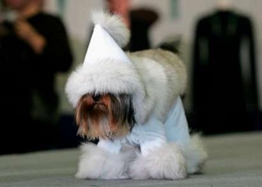 A Yorkshire Terrier presents a creation during a fashion show featuring the winter collection for dogs in Moscow December 1, 2006. 