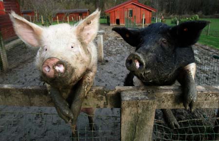 Two pigs jump on a fence as they wait to receive food from visitors at a farm near Brussels January 7, 2007. 
