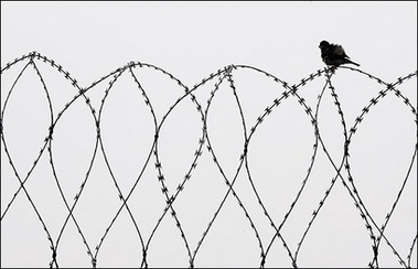 Outside the center : A bird stands on barbed wire of the immigrant detention centre of Mesnil-Amelot, near Paris.(AFP/Joel Saget