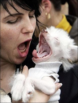Dog owner mimics her dog yawning 