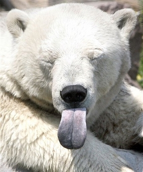 Polar bear braves the heat