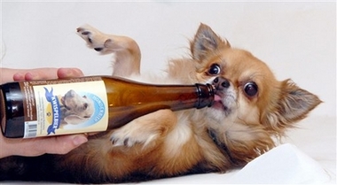 Dog drinks beer