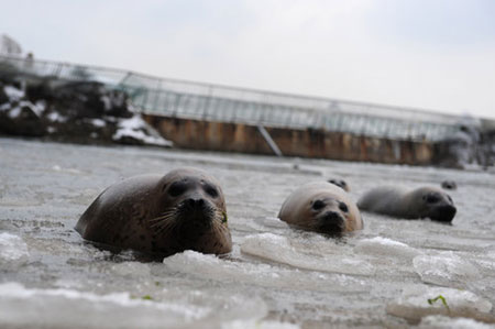 Harbor seals trapped in icy lake