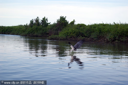 Fishing eagle becomes prey of crocodile