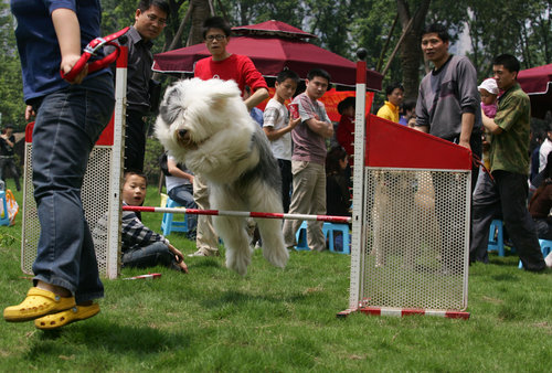 Sports competition for dogs