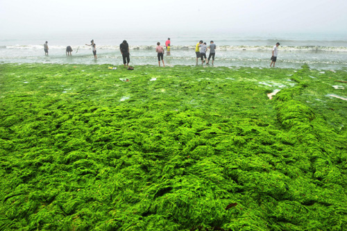 Green algae clean-up underway in tourist city
