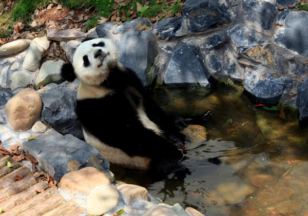 Giant panda cools off from hot weather