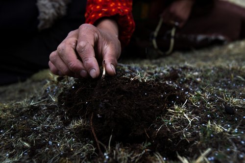 Tibetans searching for medicinal fungus