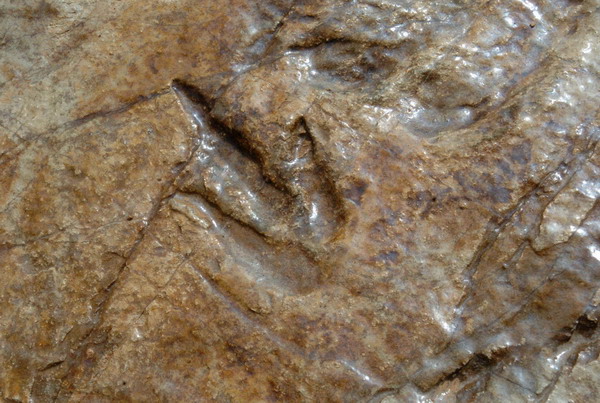Dinosaur tracks discovered in E China