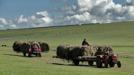 Herdsmen forage grass in Inner Mongolia