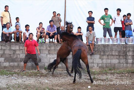 Horse fighting as tradition