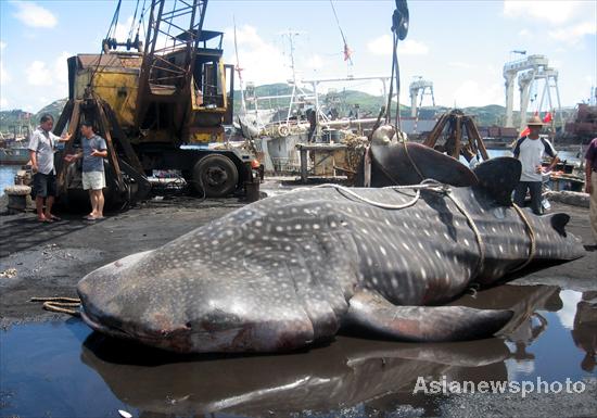 Whale shark strangled by fishing net